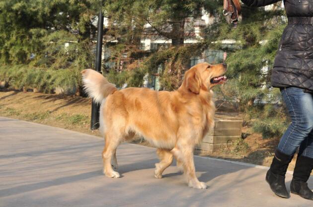 金毛犬吃多了吐了怎么办 金毛犬吃多了吐了怎么办