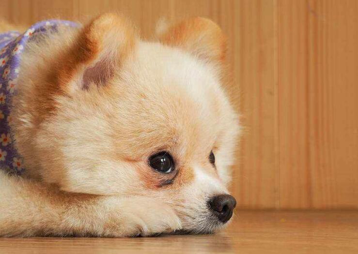 哪里买博美犬 哪里买博美犬