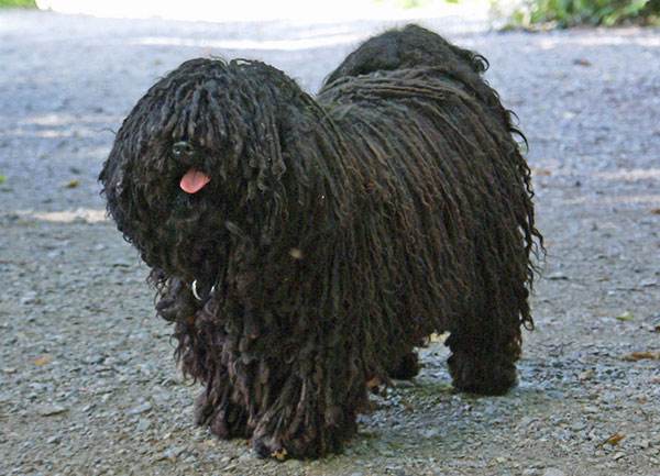 波利犬的毛色有几种 波利犬的毛色有几种