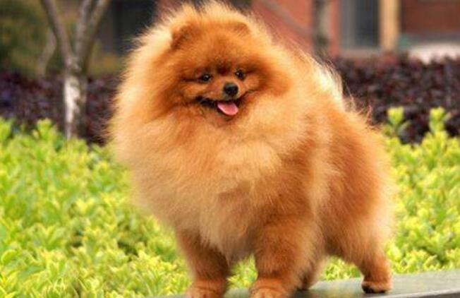 博美犬拆家吗 博美犬拆家吗