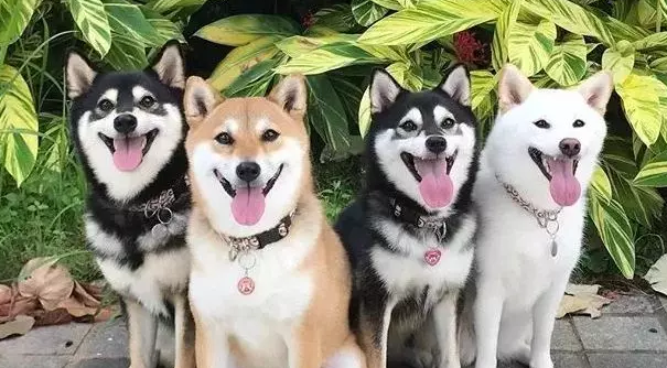 柴犬的毛色有几种 柴犬的毛色有几种