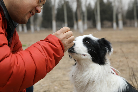 边境牧羊犬吃多了拉稀怎么办 边境牧羊犬吃多了拉稀怎么办