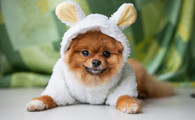 博美犬的毛色有几种