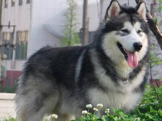阿拉斯加雪橇犬掉毛吗 阿拉斯加雪橇犬掉毛吗