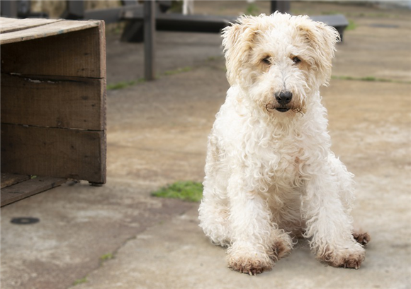 从基本资料出发,教你如何挑选一只合格的猎狐梗