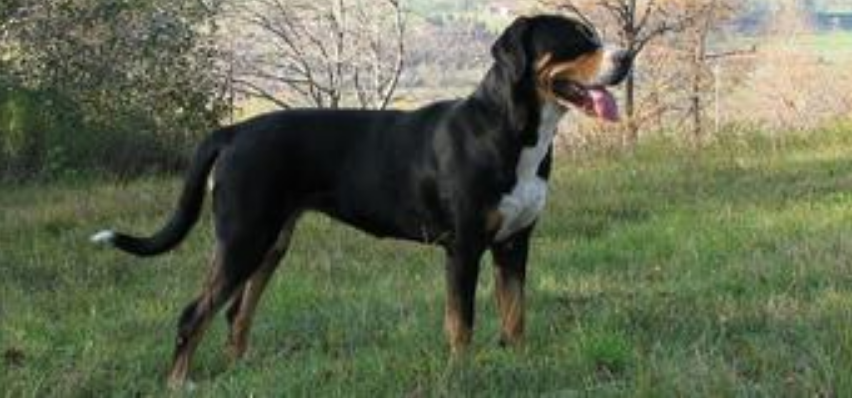 大瑞士山地犬什么颜色好 大瑞士山地犬什么颜色好