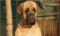 斗牛马士提夫犬什么颜色好