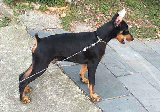 养杜宾犬注意事项 养杜宾犬注意事项