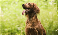 爱尔兰雪达犬多大产仔