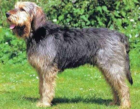 奥达猎犬的起源和历史