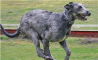 爱尔兰猎狼犬聪明吗