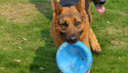 德国牧羊犬的饲养要点有哪些 德国牧羊犬的饲养要点有哪些