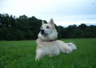 “一专多能”的挪威牧羊犬,你知道怎么选吗? “一专多能”的挪威牧羊犬,你知道怎么选吗?