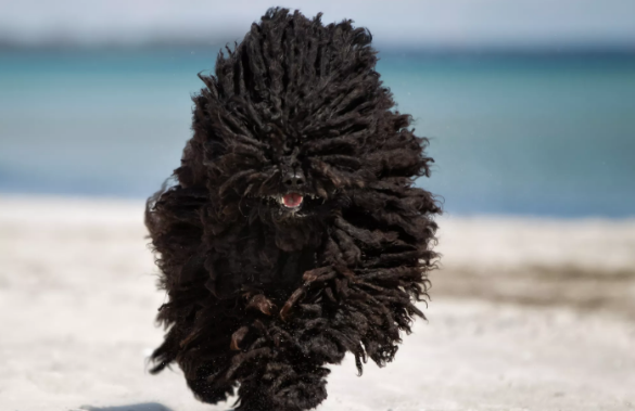 在众多犬种中,波利犬经常会被拿来与可蒙犬做比较,原因就在于它们的