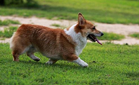 柯基犬属于什么犬种
