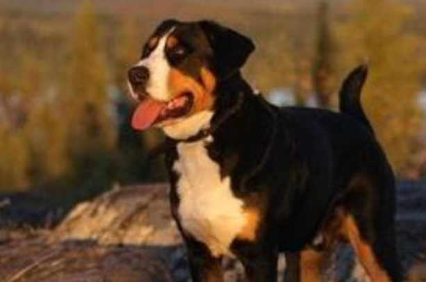 大瑞士山地犬需要训练什么