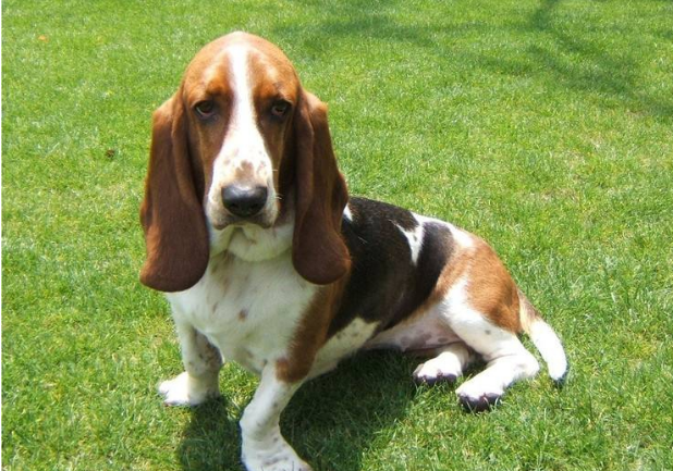 巴吉度犬的起源和历史