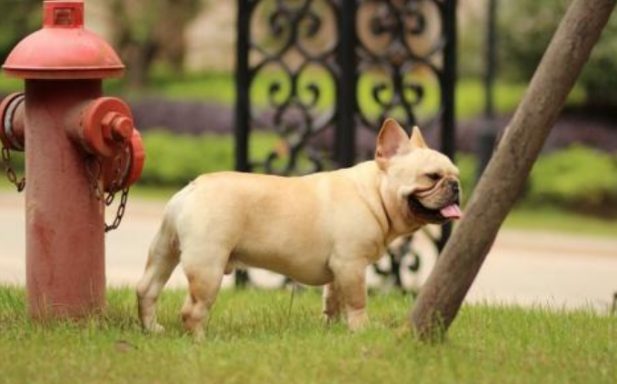 法国斗牛犬训练技巧有哪些