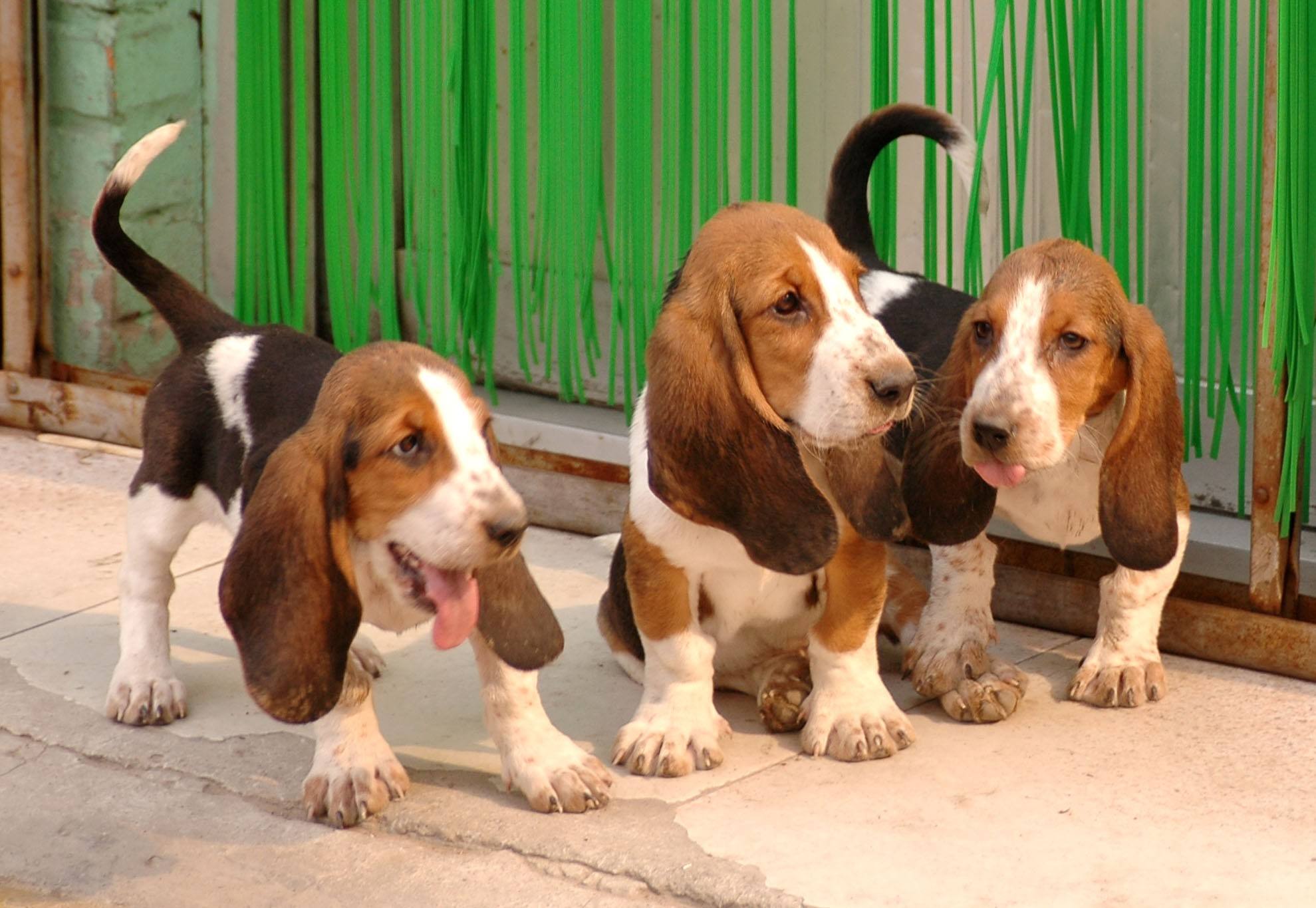 巴吉度犬不能吃什么