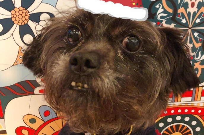 猴面犬的体重大约是多少