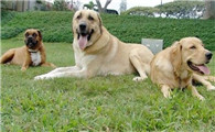 安娜图牧羊犬的用途是什么