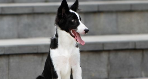 边境牧羊犬的起源和历史 边境牧羊犬的起源和历史
