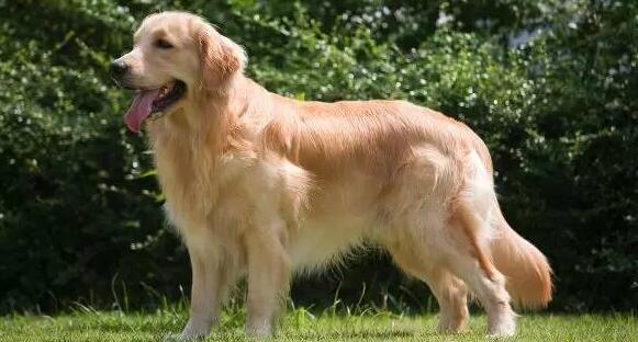 金毛犬的起源和历史 金毛犬的起源和历史