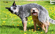 澳大利亚牧牛犬什么颜色好