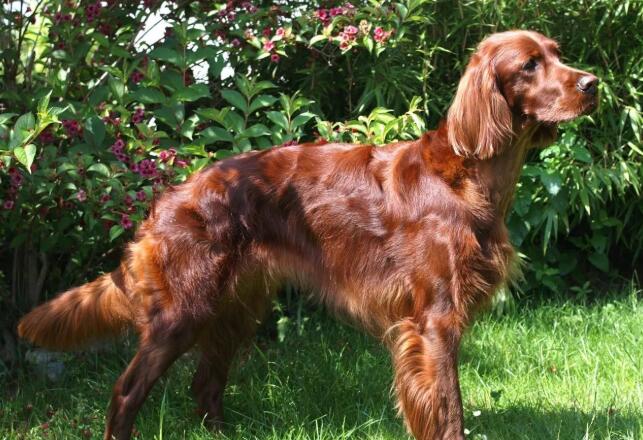 爱尔兰水猎犬什么颜色好