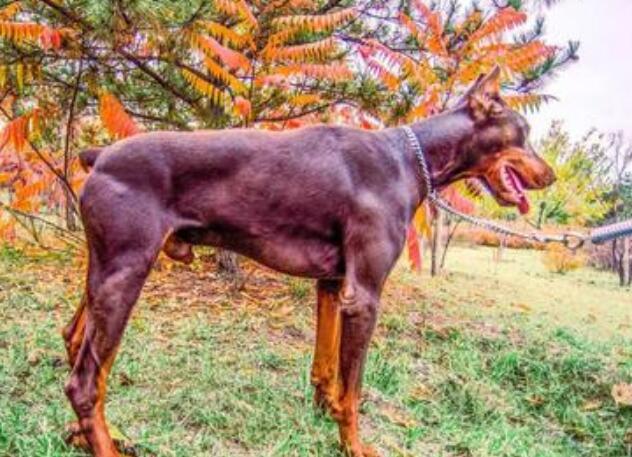杜宾犬聪明吗 杜宾犬聪明吗