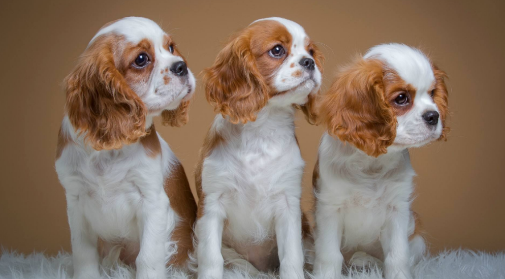 如何辨别纯种克伦伯猎鹬犬?这些选购技巧了解一下