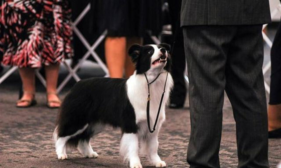 边境牧羊犬吃多了吐了怎么办 边境牧羊犬吃多了吐了怎么办