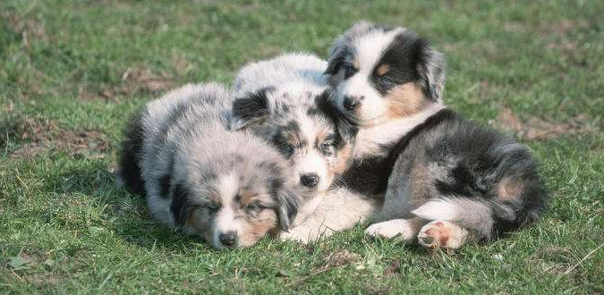 澳大利亚牧羊犬的寿命一般是多久
