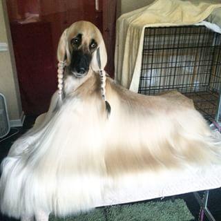 阿富汗猎犬多少钱一只