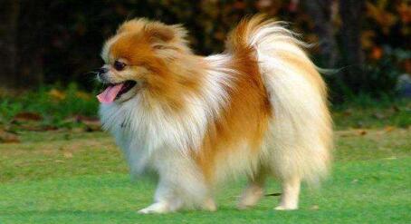 博美犬吃什么下火 博美犬吃什么下火
