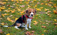 比格猎犬的这些常见疾病,铲屎官们一定要上上心
