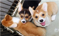 养柯基犬注意事项
