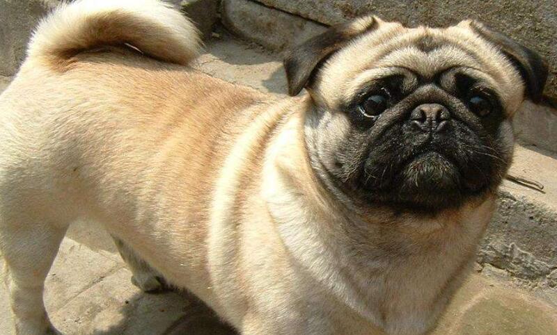 巴哥犬的性格外貌特征