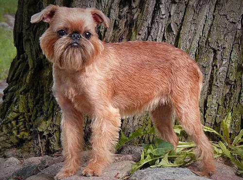 布鲁塞尔粗毛猎犬吃多了吐了怎么办