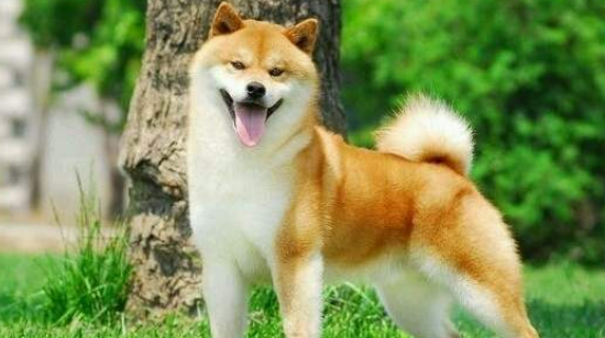 怎么判断柴犬得了什么病