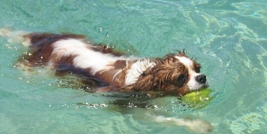 骑士查理王小猎犬需要训练什么