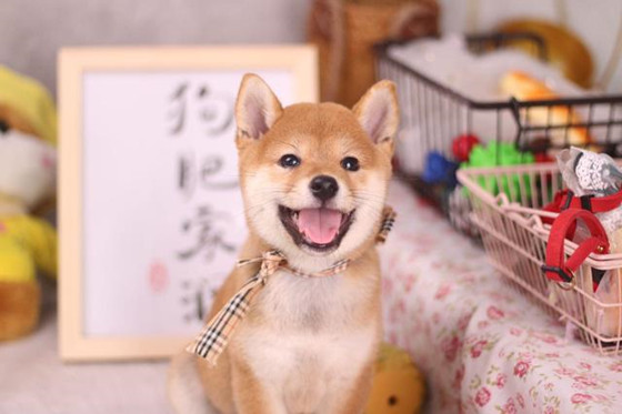 日本柴犬好养吗 日本柴犬好养吗