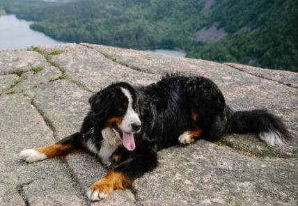 伯恩山犬喜欢什么