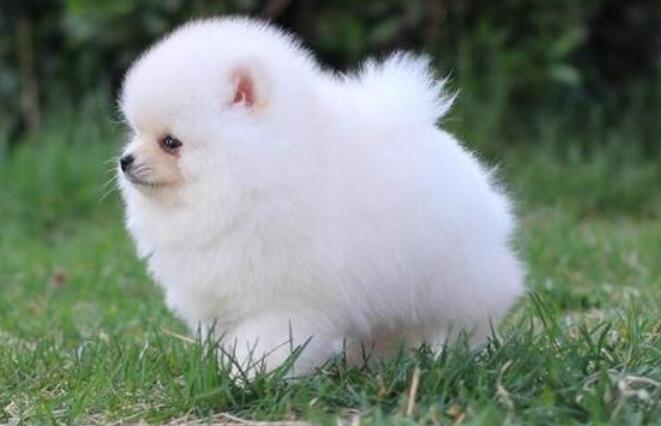 博美犬的饲养要点有哪些 博美犬的饲养要点有哪些
