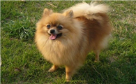 怎么判断博美犬得了什么病