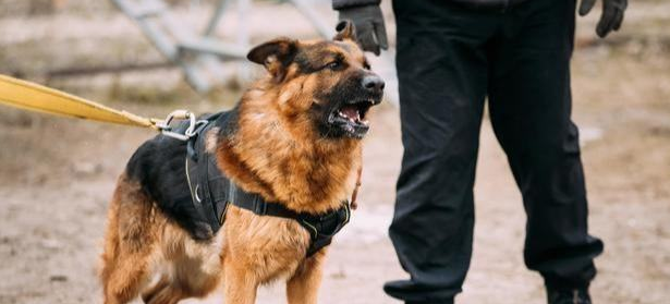 德国牧羊犬有攻击性吗