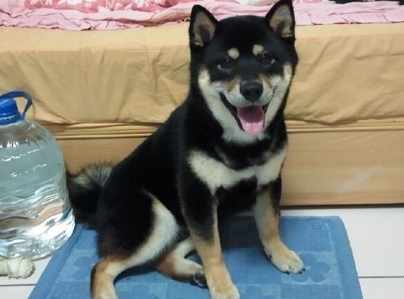 柴犬外号叫什么 柴犬外号叫什么
