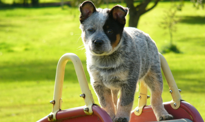 澳洲牧牛犬被毛平滑,双层毛.