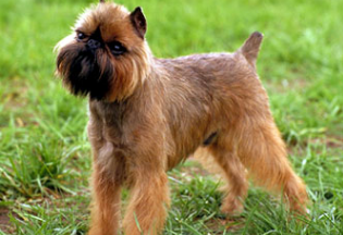 布鲁塞尔粗毛猎犬窝咳吃什么药最好 布鲁塞尔粗毛猎犬窝咳吃什么药最好