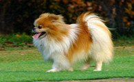 博美犬训练技巧有哪些
